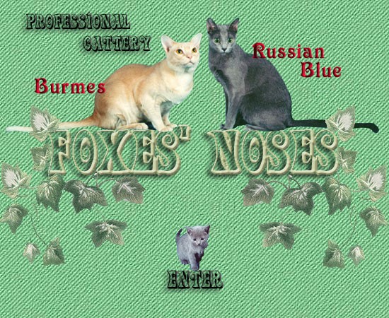 Вход на сайт питомника FOXES' NOSES из Санкт-Петербурга. Бурмы и Русские голубые.